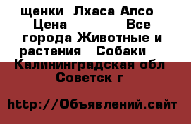 щенки  Лхаса Апсо › Цена ­ 20 000 - Все города Животные и растения » Собаки   . Калининградская обл.,Советск г.